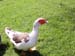 03_duck2