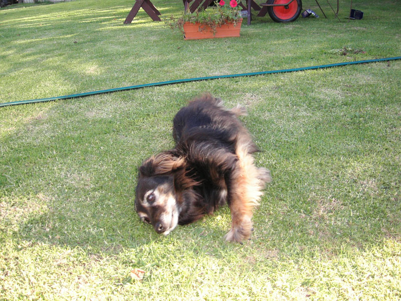 17_doggy