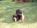 17_doggy