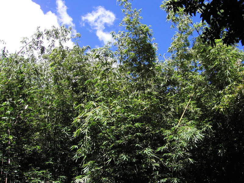KIF_0703