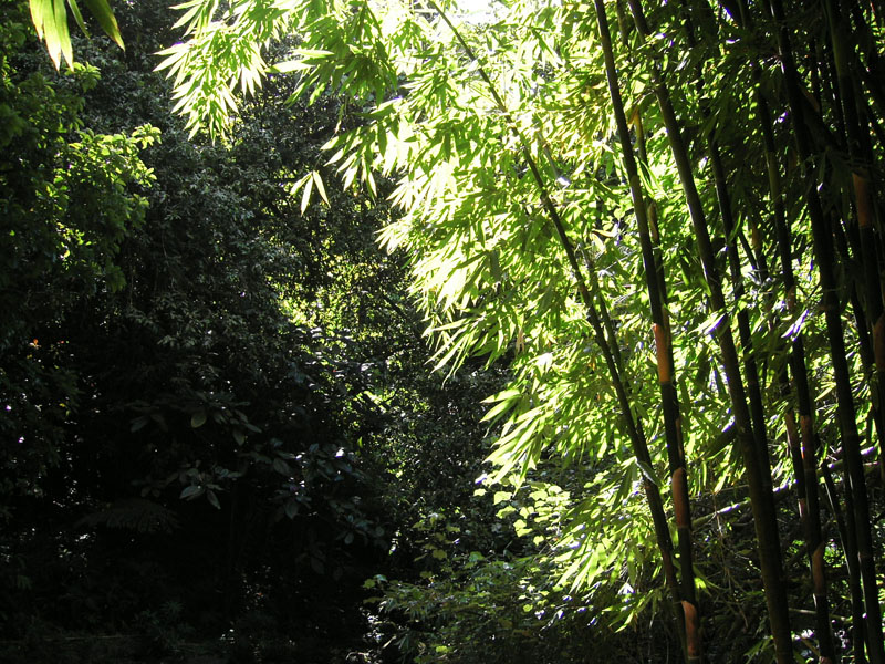 KIF_0706