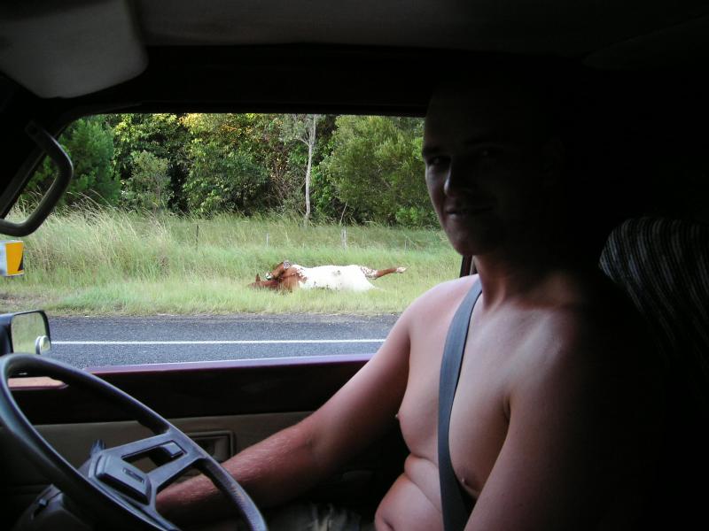 12-dead-cow